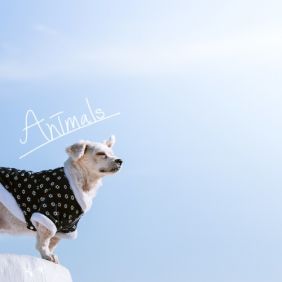 Animals 사진